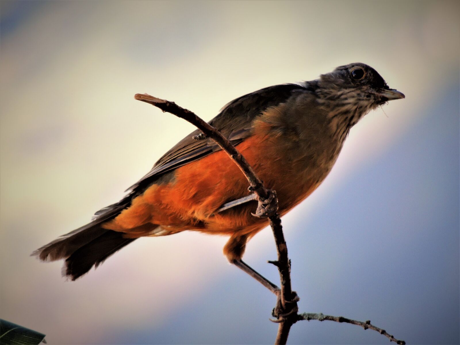 Nikon Coolpix P510 sample photo. Thrush, bird, creamy orange photography
