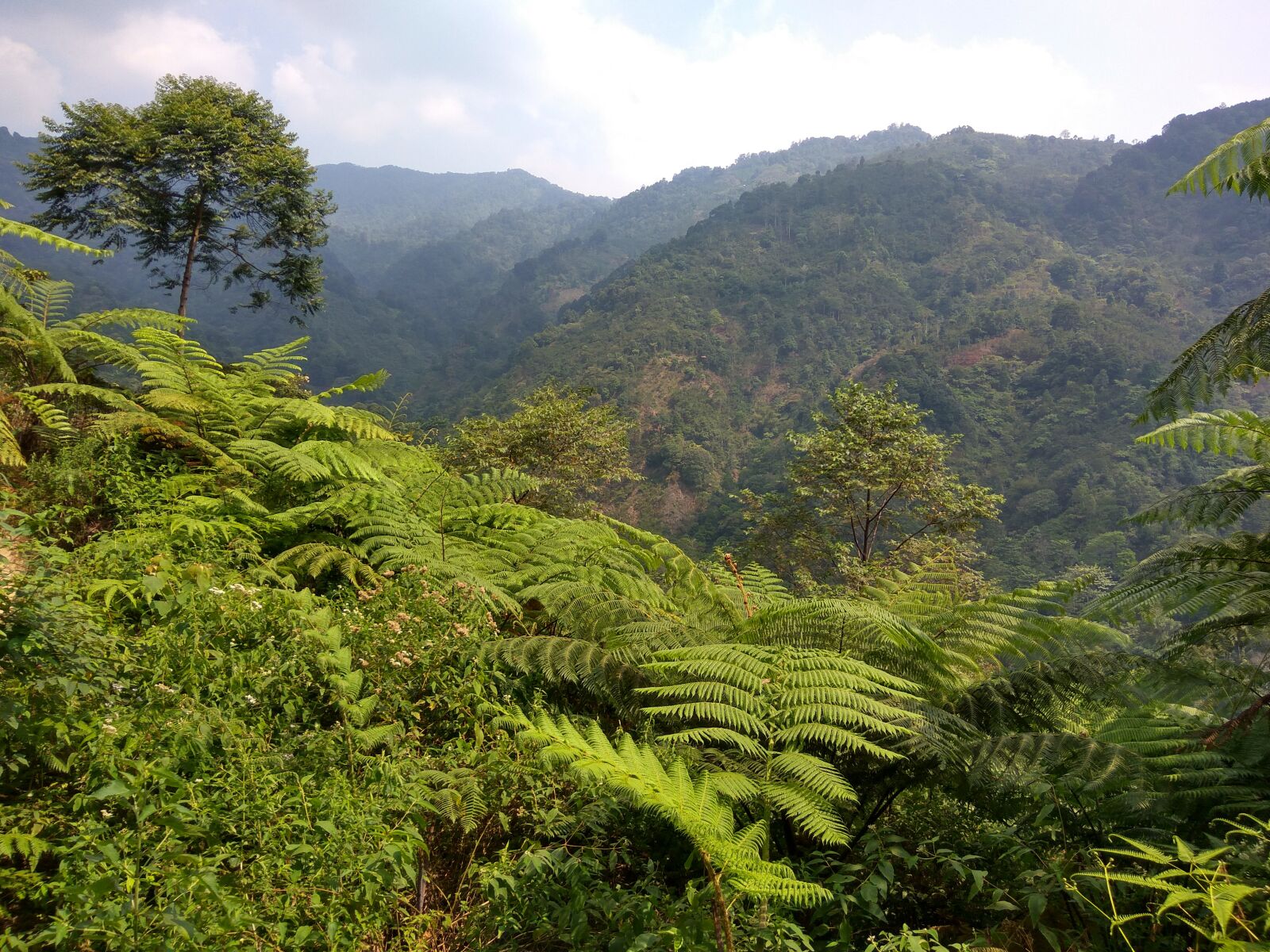 Xiaomi Redmi Note 3 sample photo. Nature, jungle, tropical photography