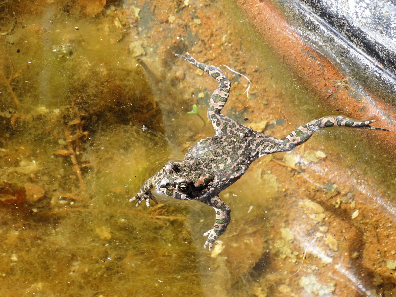 Sony Cyber-shot DSC-HX300 sample photo. Frog, toad, amphibians photography