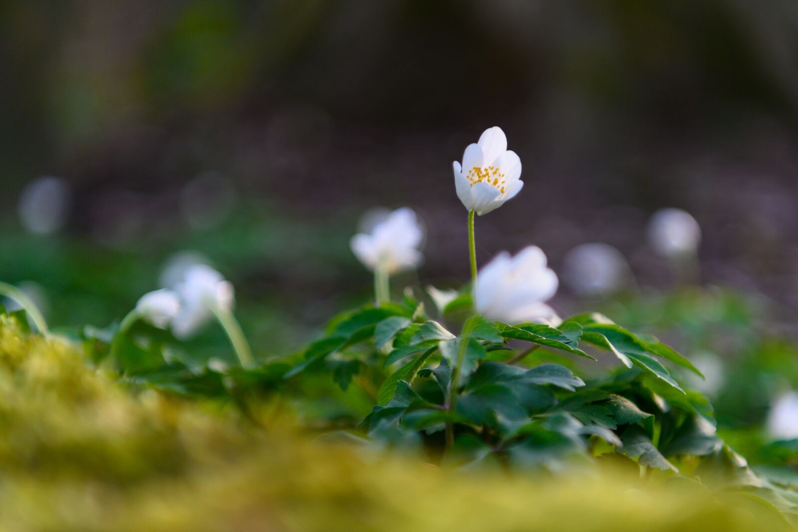 Nikon Z7 sample photo. Wood anemone, forest, spring photography