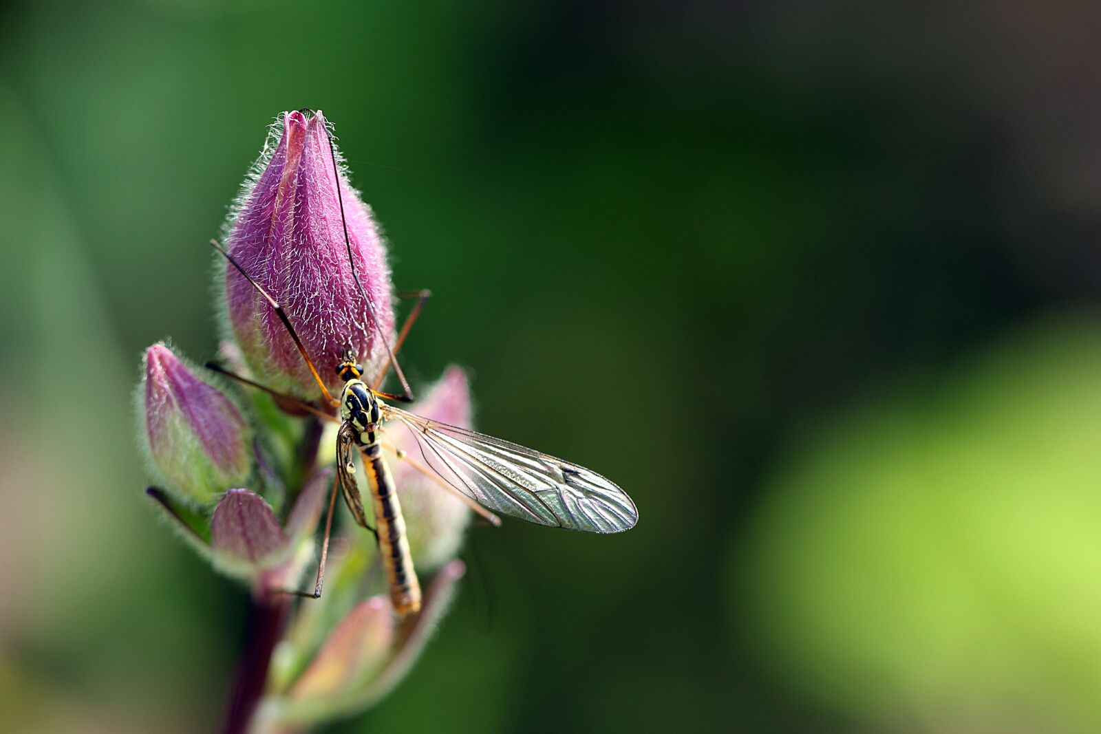 Canon EOS 7D Mark II sample photo. Komarnica, tipula oleracea lettuce photography