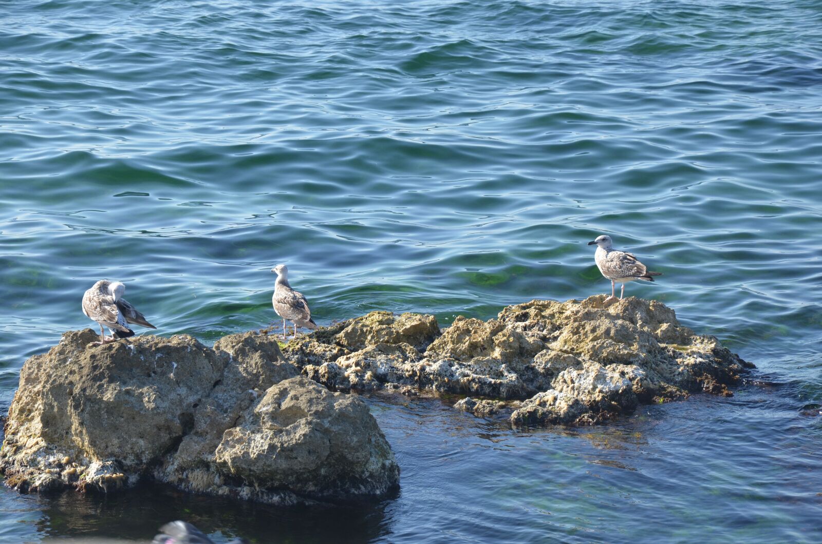 Nikon D7000 sample photo. Seagull, birds, sea photography