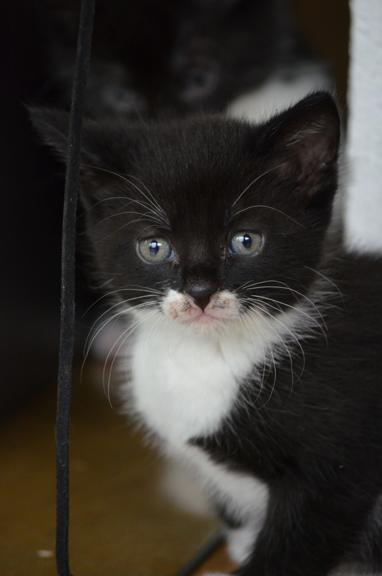 Nikon D5100 sample photo. Kitten, black and white photography