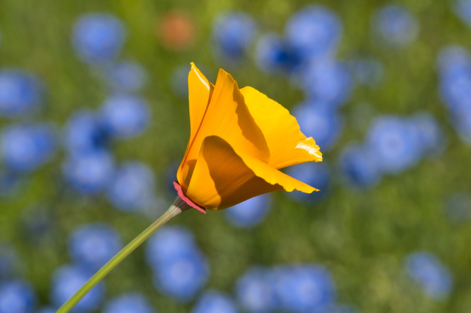 Sony a6400 sample photo. Geranium, poppy, yellow poppy photography