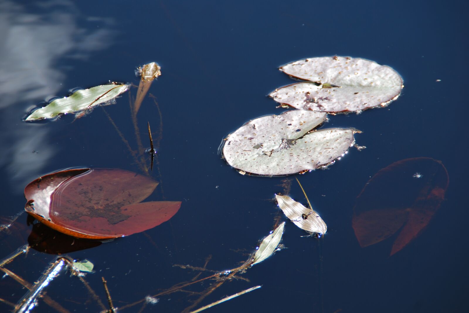 Nikon D60 sample photo. Lily pad, lake, water photography