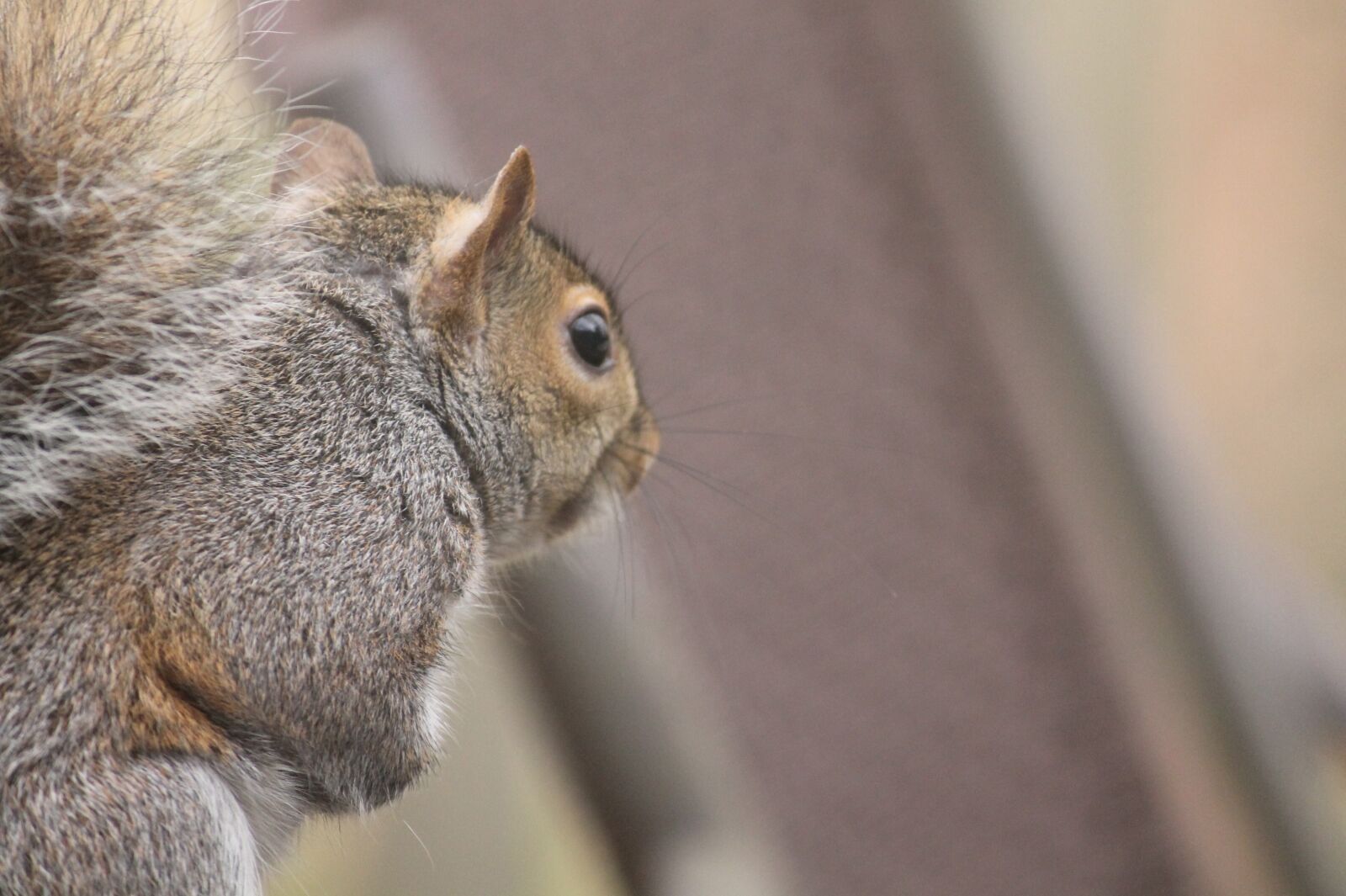 Canon EOS 1100D (EOS Rebel T3 / EOS Kiss X50) sample photo. Mammal, cute, animal photography