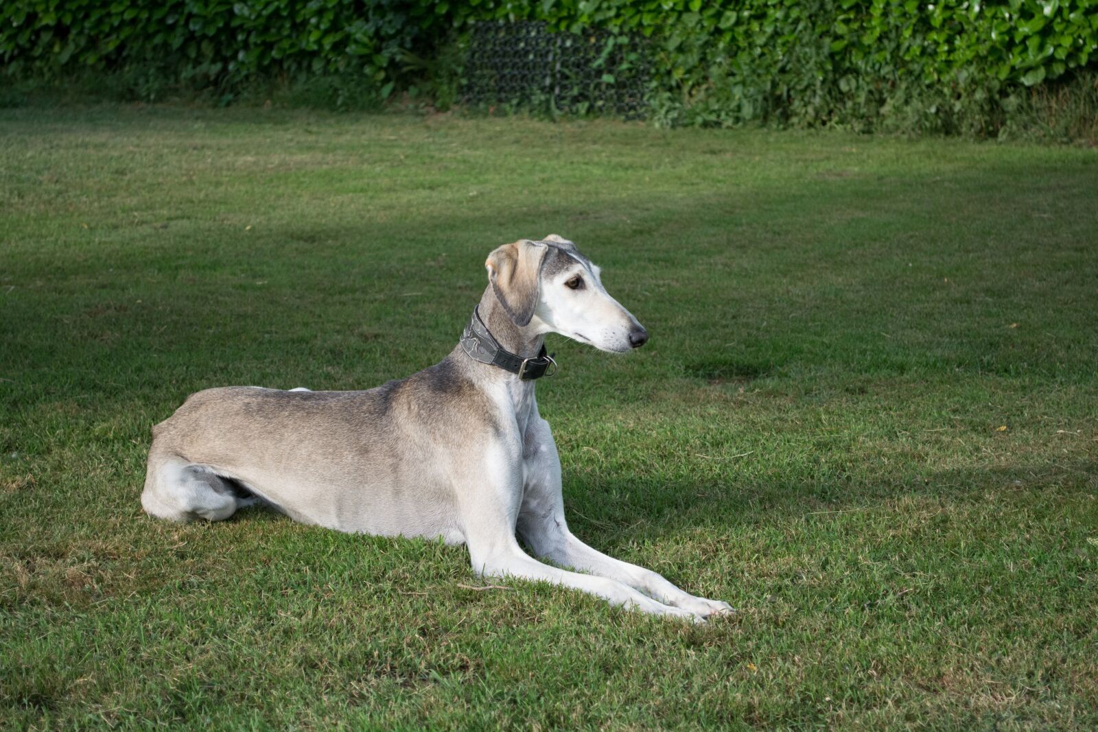 Nikon D5200 sample photo. Saluki, persian greyhound, dog photography