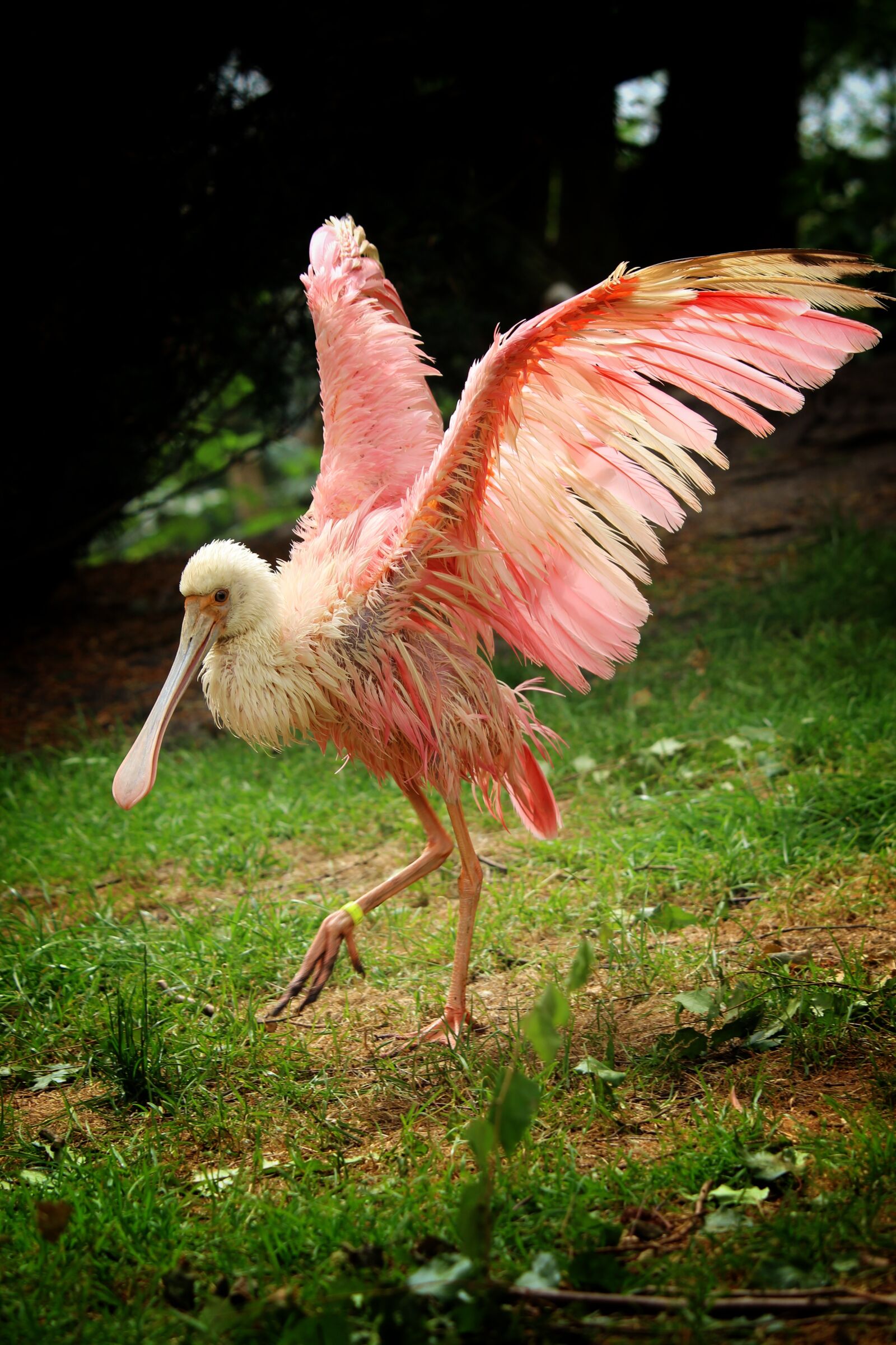 Canon EOS 1300D (EOS Rebel T6 / EOS Kiss X80) sample photo. Roseate spoonbill, l ffler photography