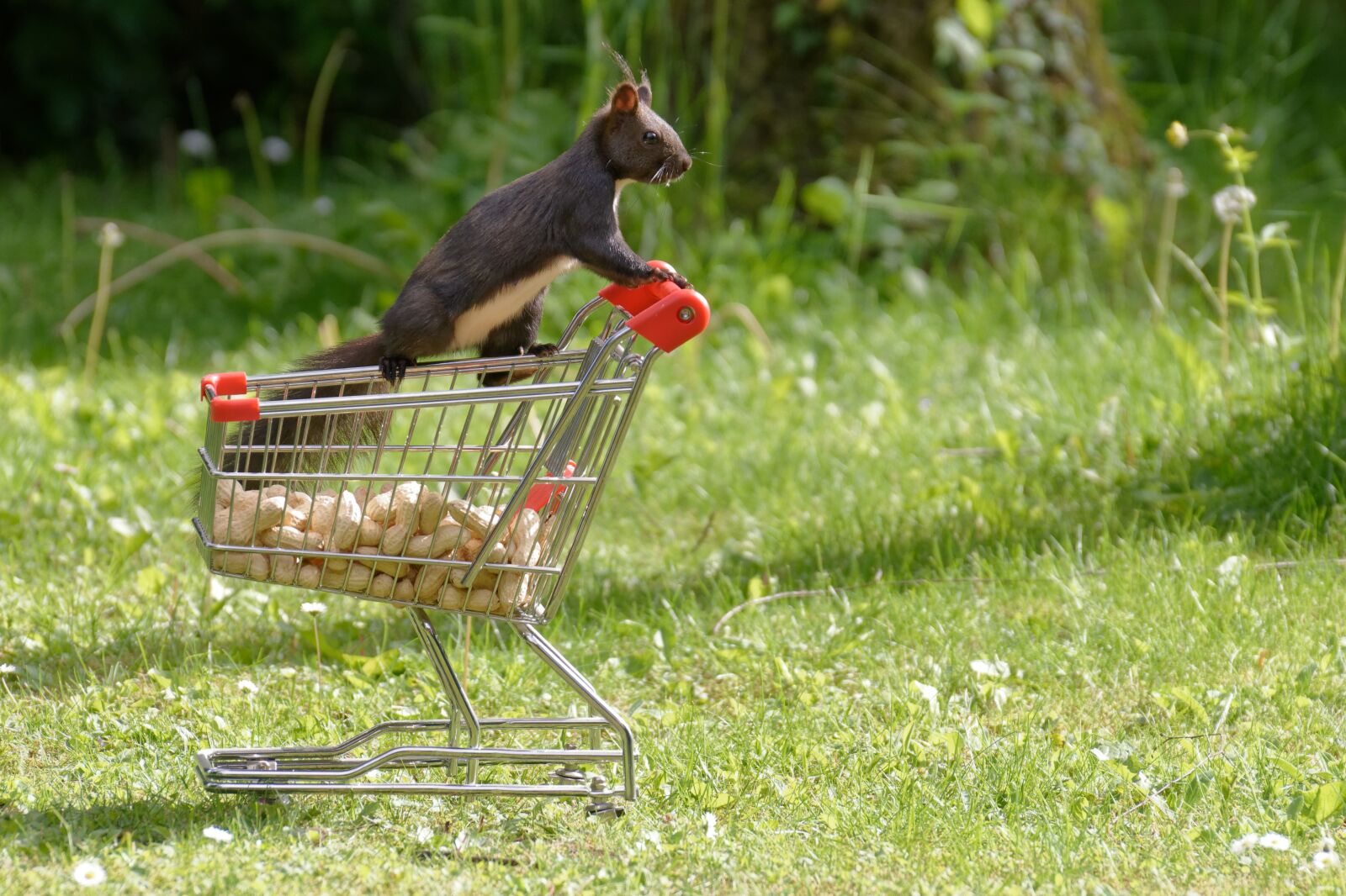 Nikon D7200 sample photo. Squirrel, shopping cart, nuts photography