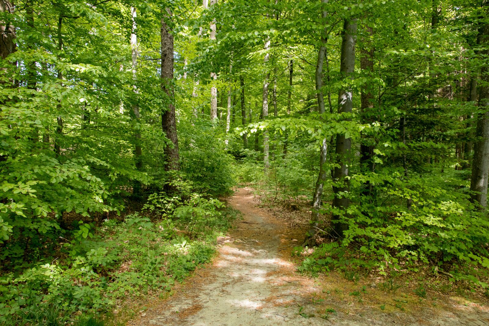 Canon EOS 80D sample photo. Deciduous forest, trees, nature photography