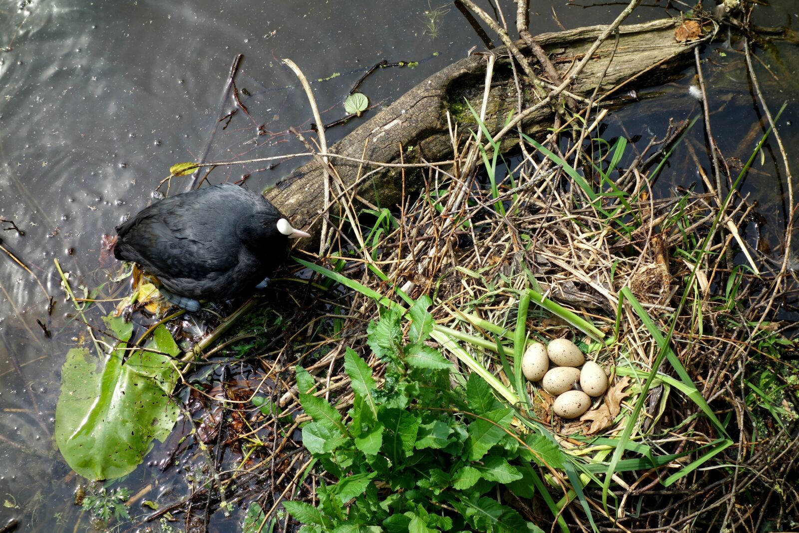 Sony Cyber-shot DSC-RX100 sample photo. Coot, water bird, ralle photography
