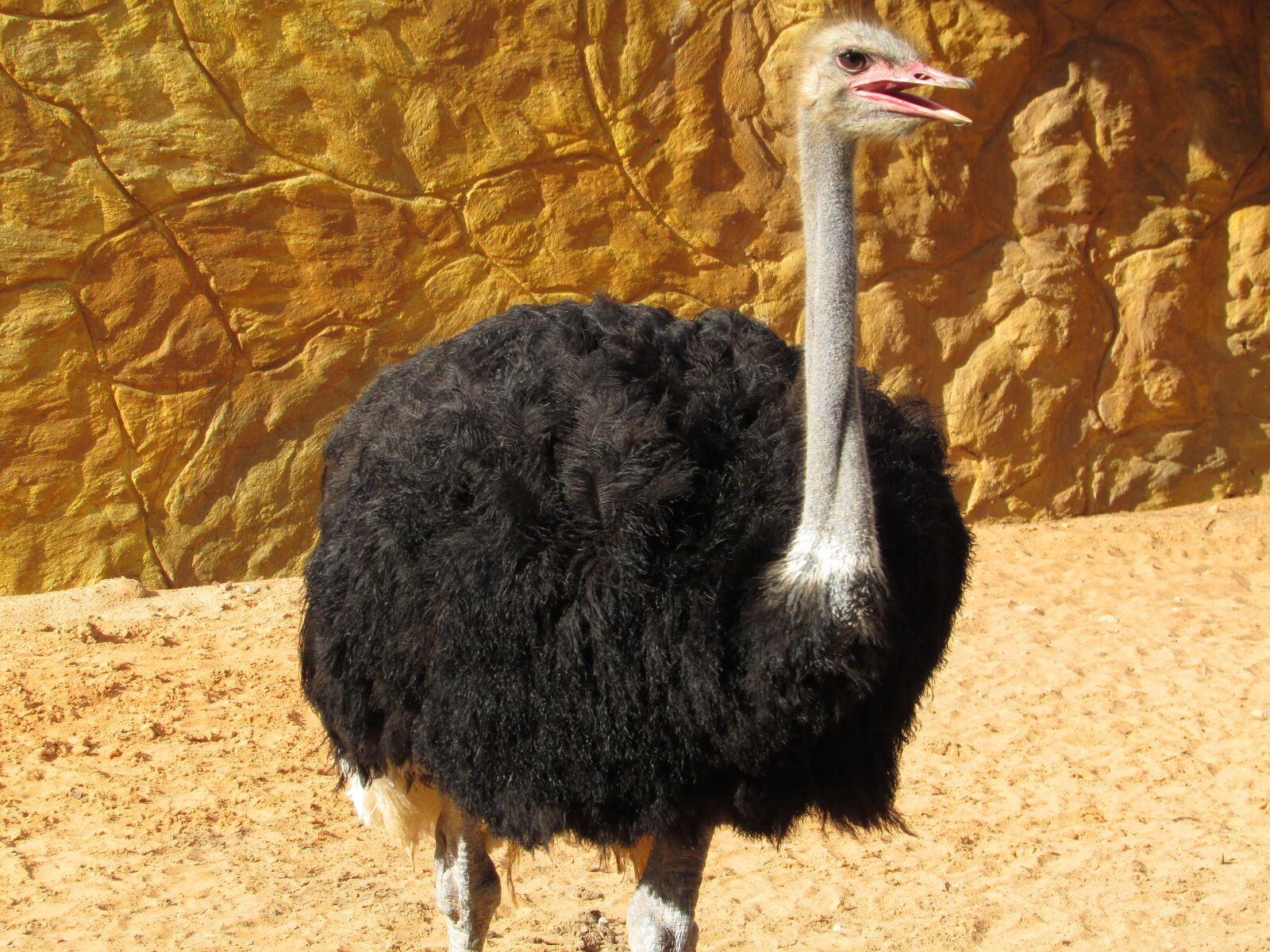 Canon PowerShot SX400 IS sample photo. Ostrich, animal, giant bird photography