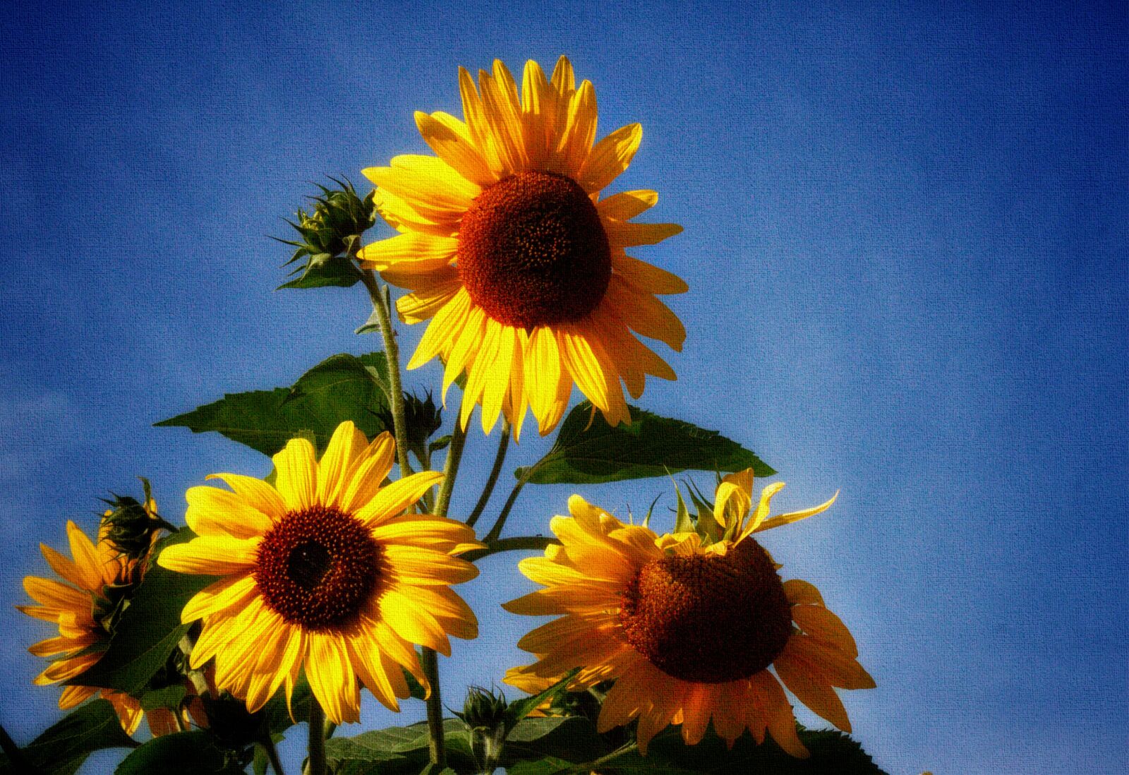 Canon EOS 7D sample photo. Sunflowers, autumn, flower photography