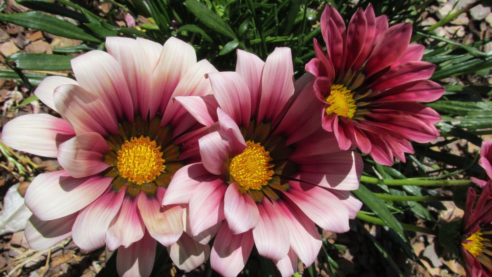 Canon PowerShot SX170 IS sample photo. Flowers, red, sun photography