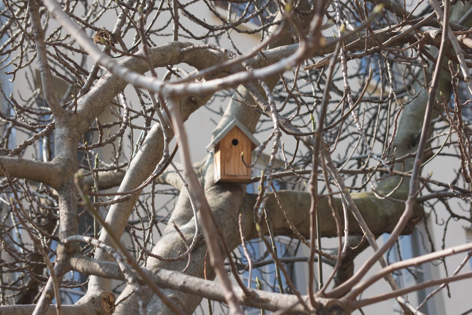Canon EOS 650D (EOS Rebel T4i / EOS Kiss X6i) sample photo. Paris, tree, nest photography