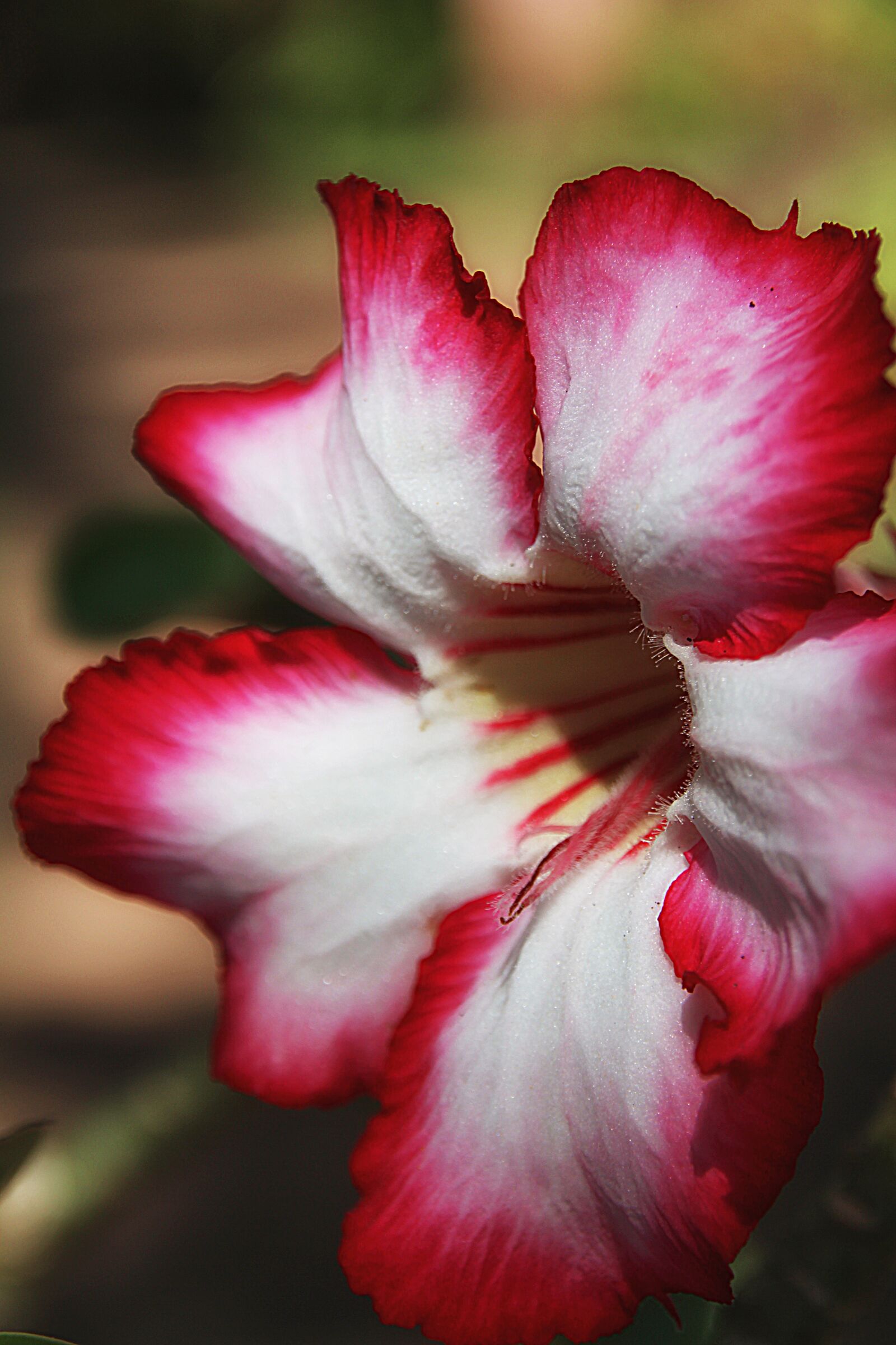 Canon EOS 700D (EOS Rebel T5i / EOS Kiss X7i) sample photo. Impala lily, lily, chalice photography