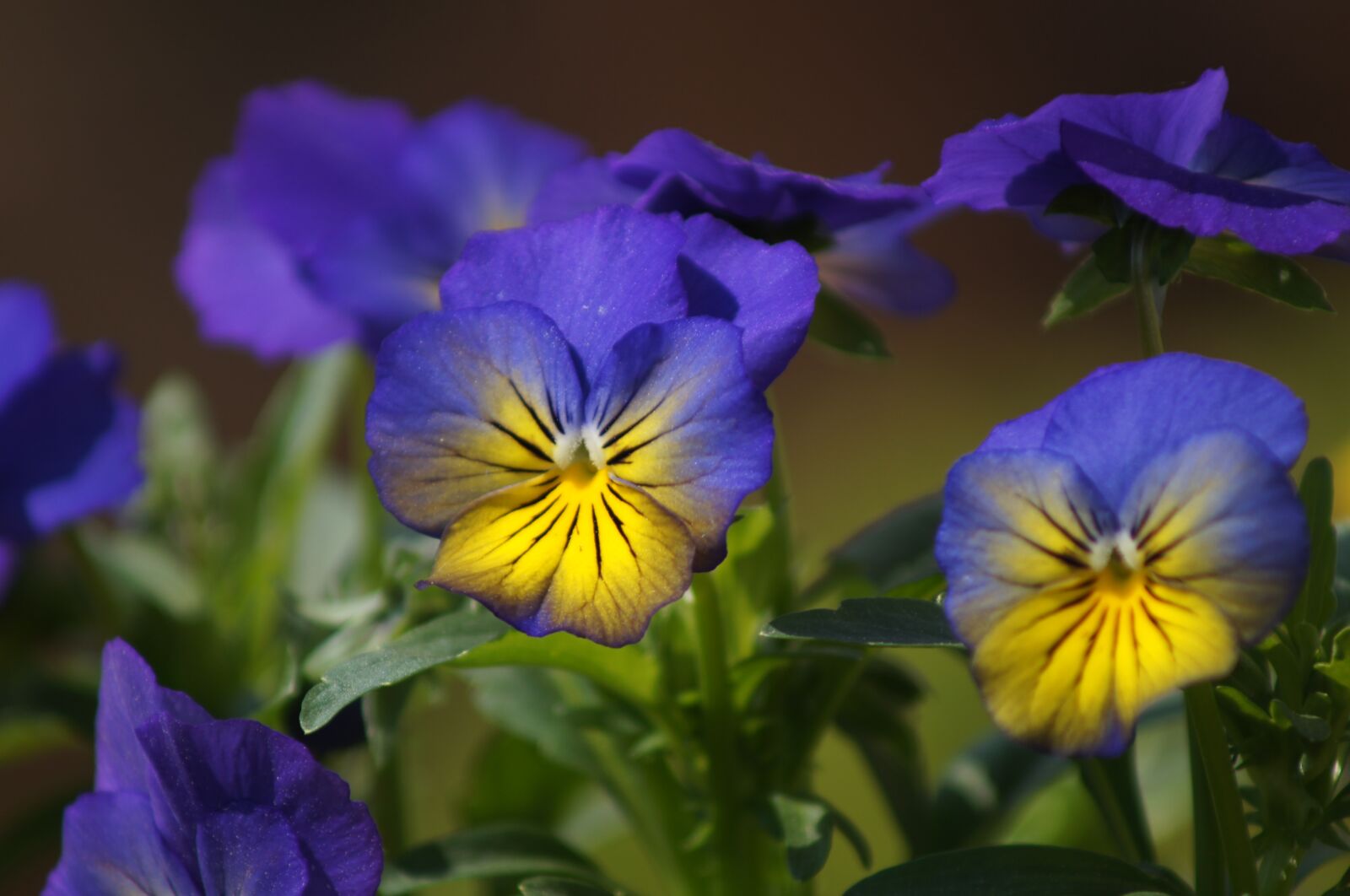 Sony SLT-A35 sample photo. Pansy, flower, spring photography