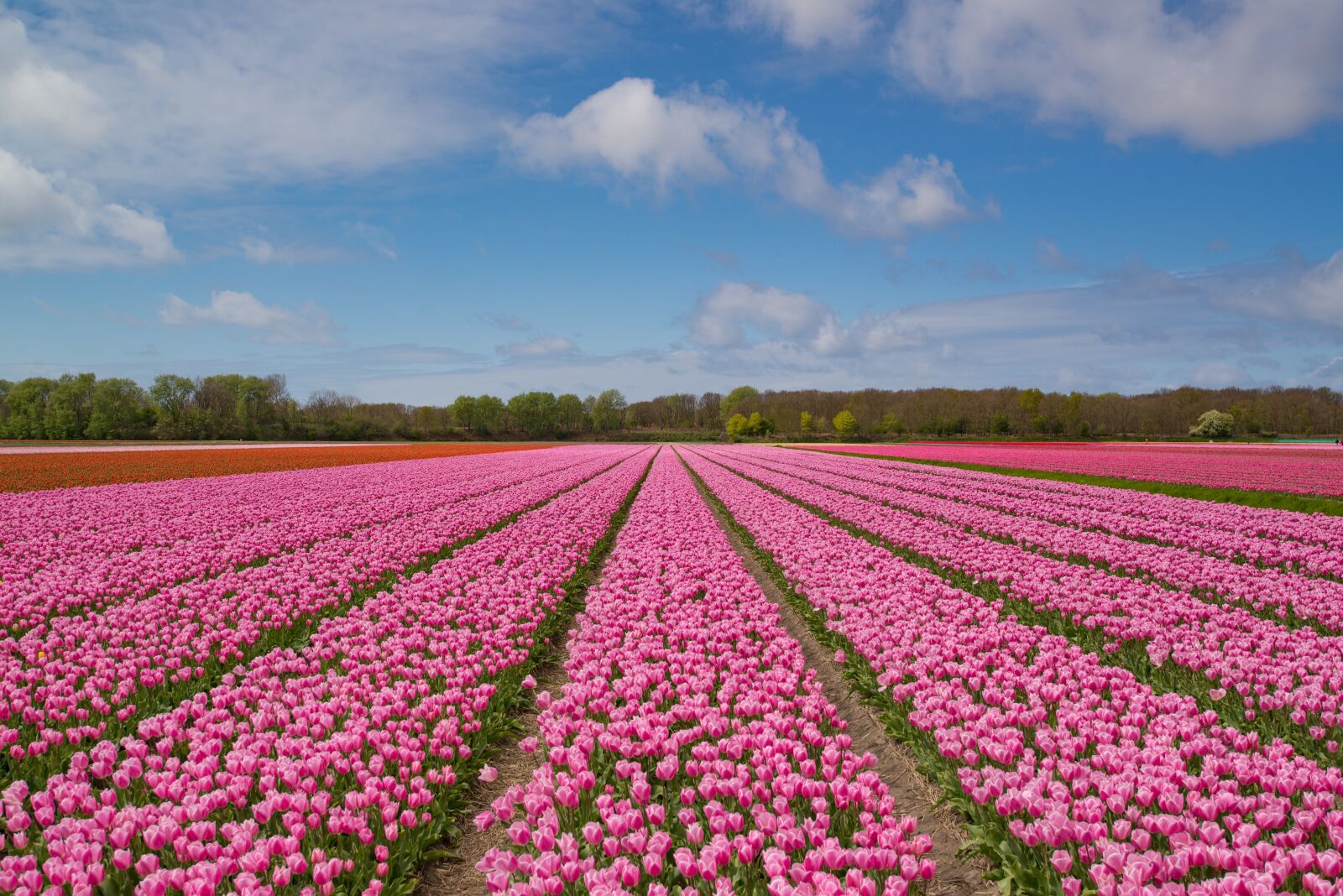Nikon D610 sample photo. Pink, tulip, bulb photography