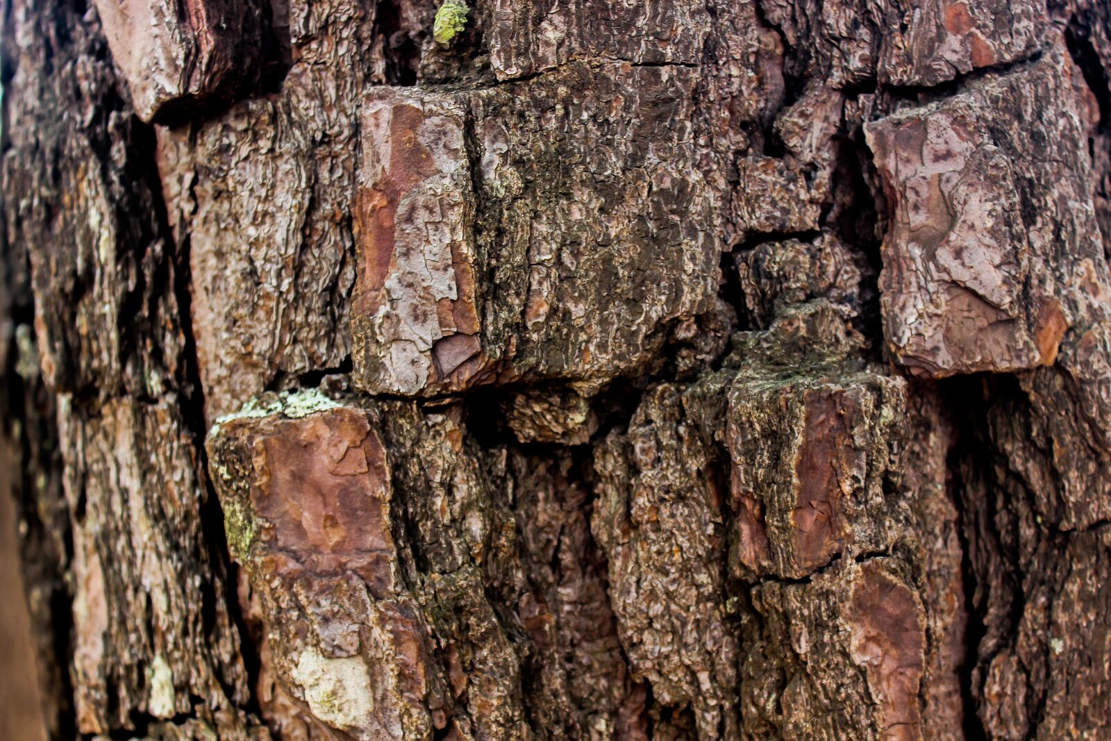Canon EOS 600D (Rebel EOS T3i / EOS Kiss X5) sample photo. Shell, texture, flying photography