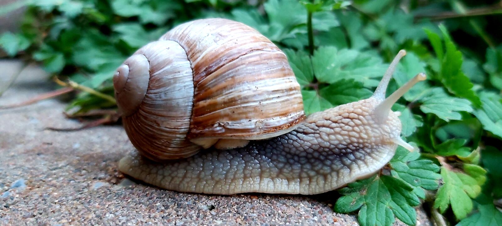 Samsung Galaxy A70 sample photo. Snail, nature, animal photography