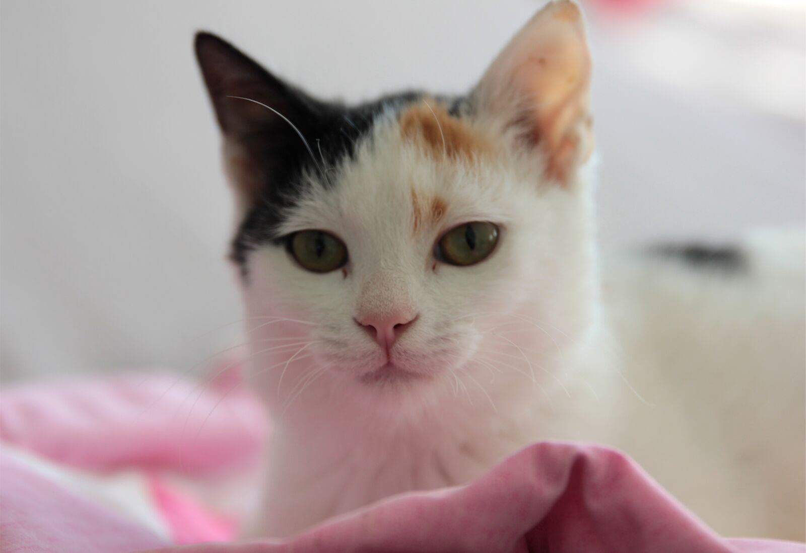 Canon EOS 550D (EOS Rebel T2i / EOS Kiss X4) sample photo. Cat, cats, cute photography
