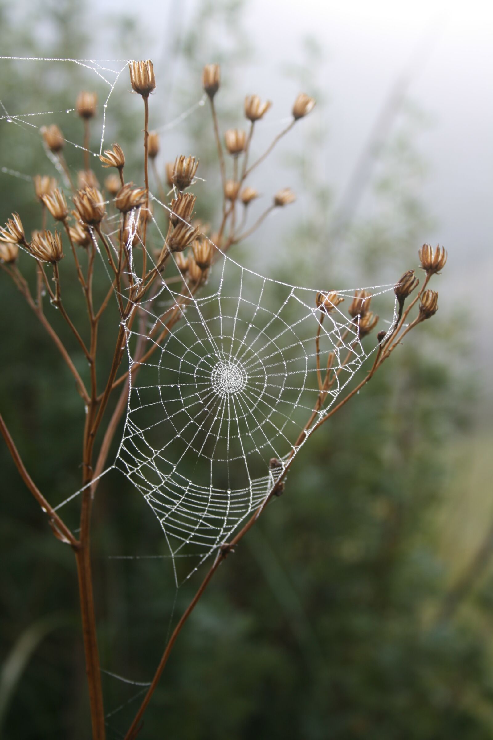 Canon EOS 400D (EOS Digital Rebel XTi / EOS Kiss Digital X) sample photo. Spider, web, grass photography