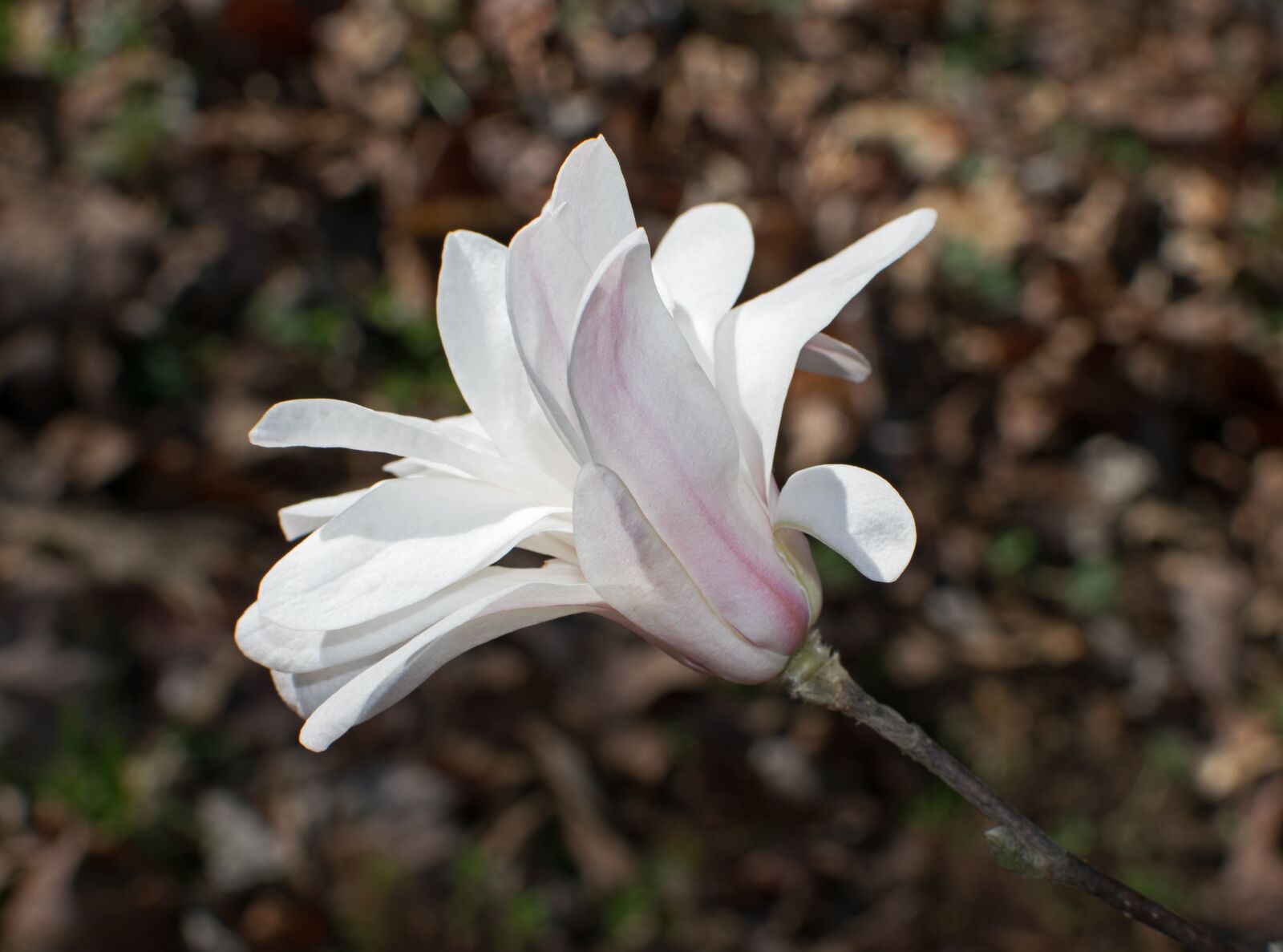 Nikon D3300 sample photo. Star magnolia, flower, blossom photography