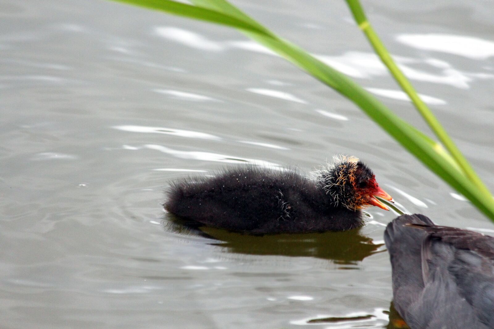 Canon EF 70-300mm F4-5.6 IS USM sample photo. Chicken, chick, coot photography
