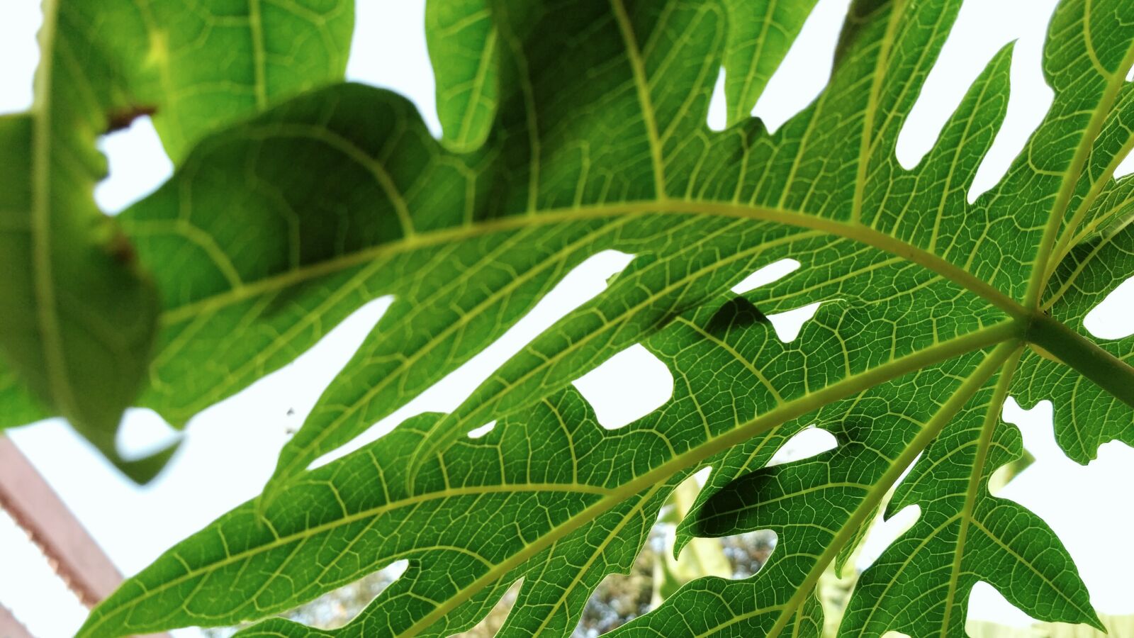 Xiaomi Redmi 3S sample photo. Color, fruit, plant, green photography