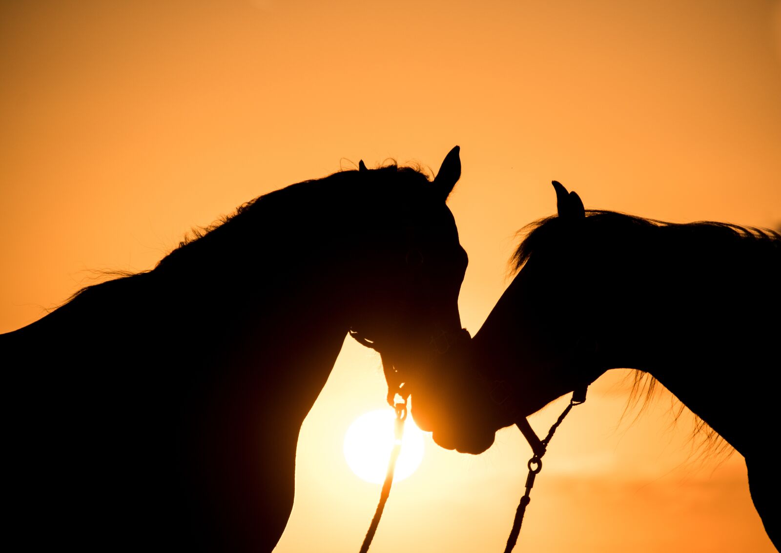 Nikon D5600 sample photo. Horses, silhouettes, sunset photography
