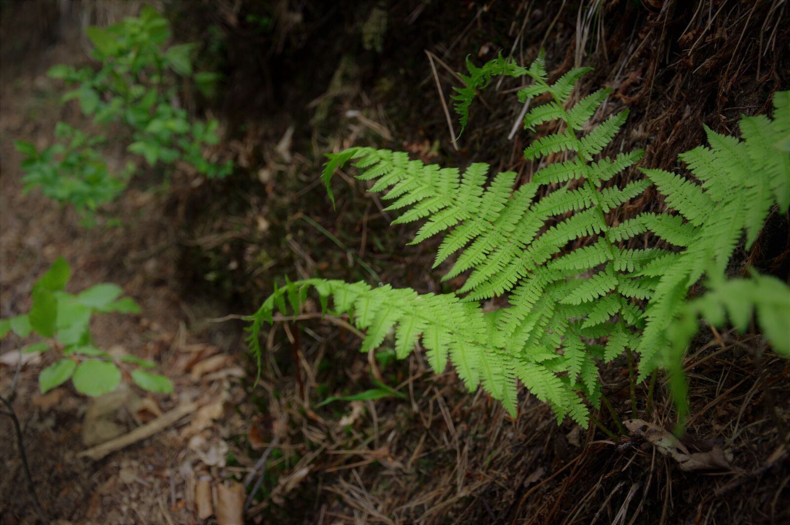 Nikon D3200 sample photo. Fern, forest, summer photography