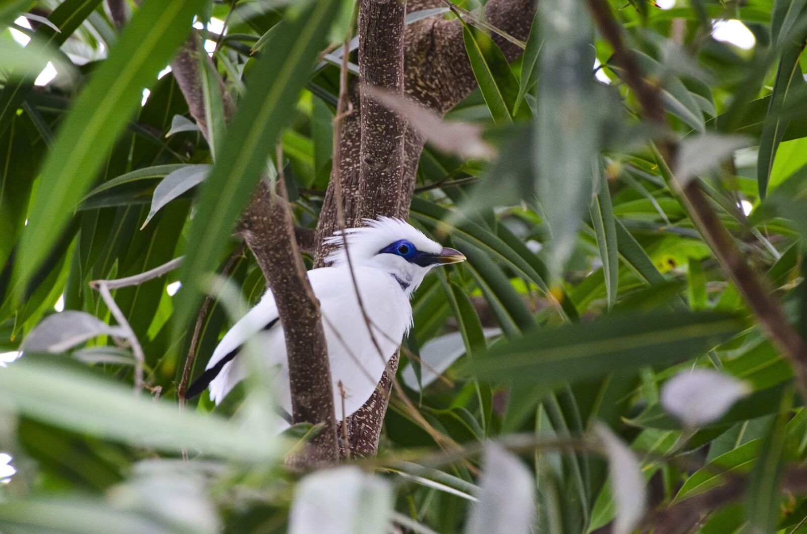 Nikon D7000 sample photo. Bali starling, bird, exotic photography