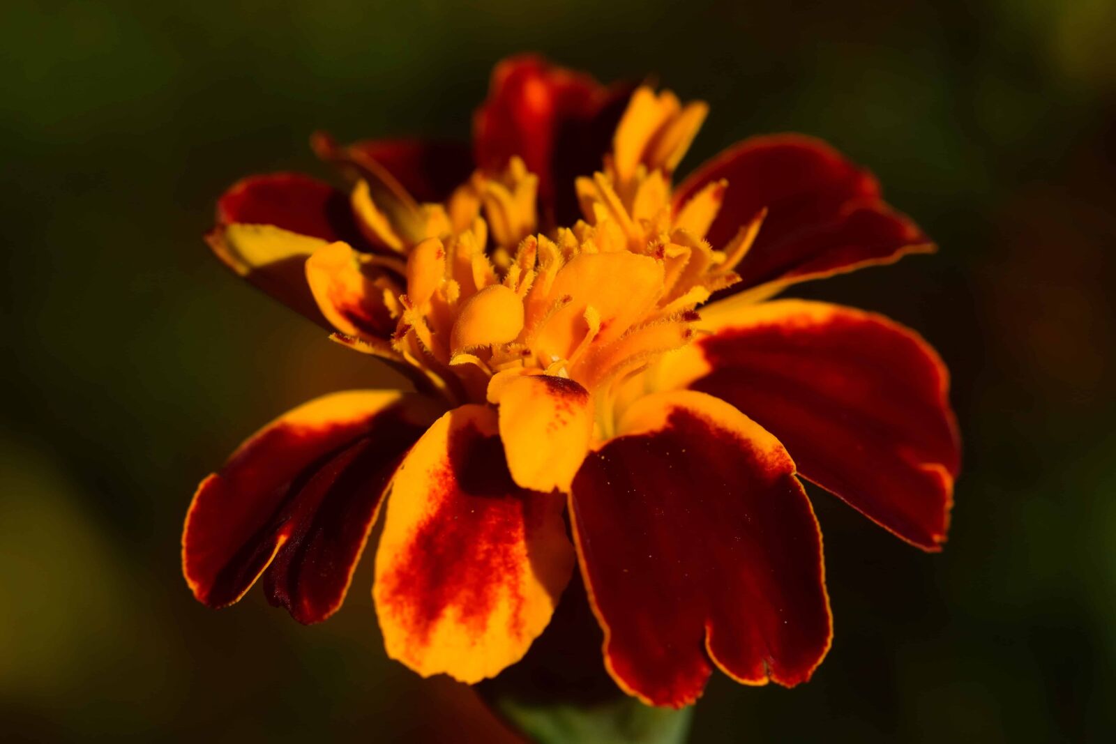 Nikon D3300 sample photo. Macro, pistil, red, nature photography