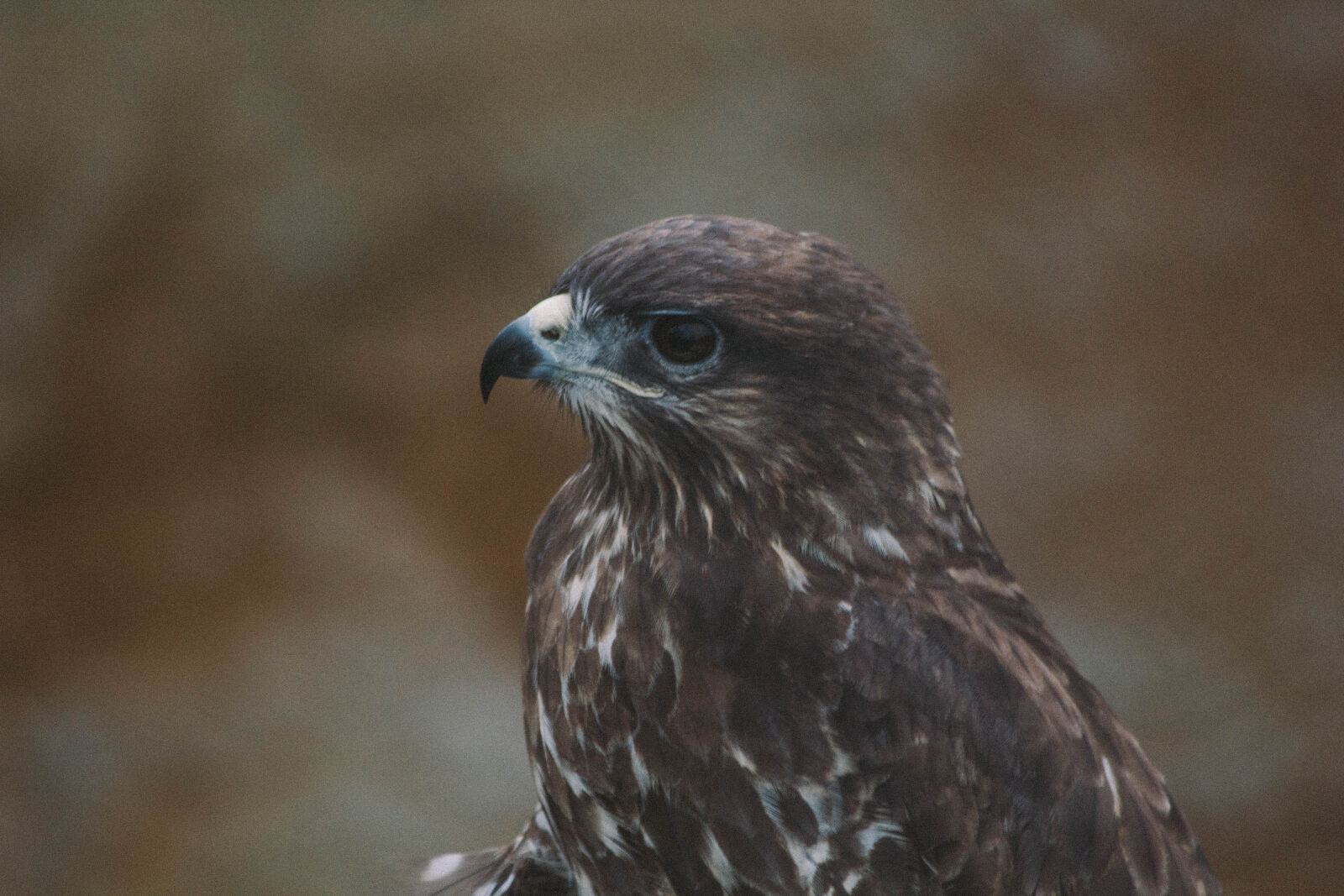 Canon EF 70-300mm F4-5.6 IS USM sample photo. Animal, avian, beak, bird photography