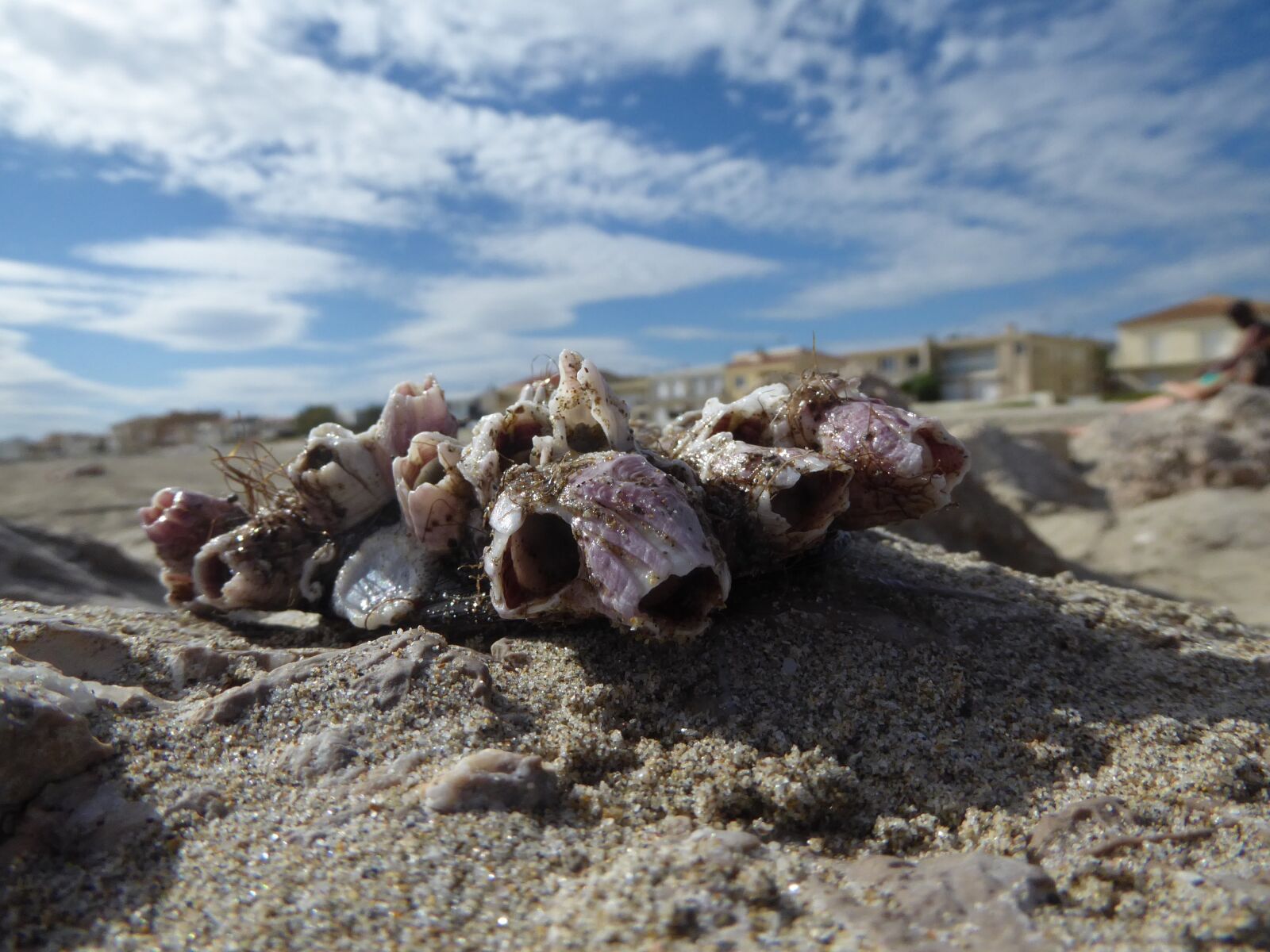 Panasonic Lumix DMC-ZS50 (Lumix DMC-TZ70) sample photo. Shells, beach, summer photography