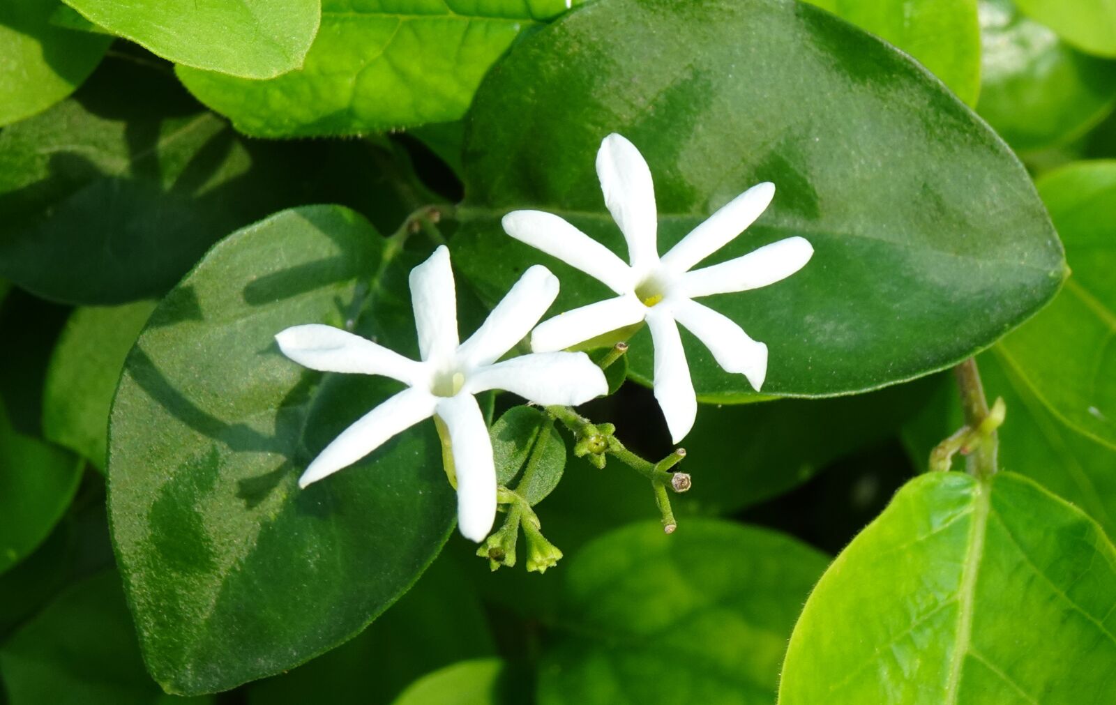 Sony DSC-WX800 sample photo. Flower, jasmine, wild photography