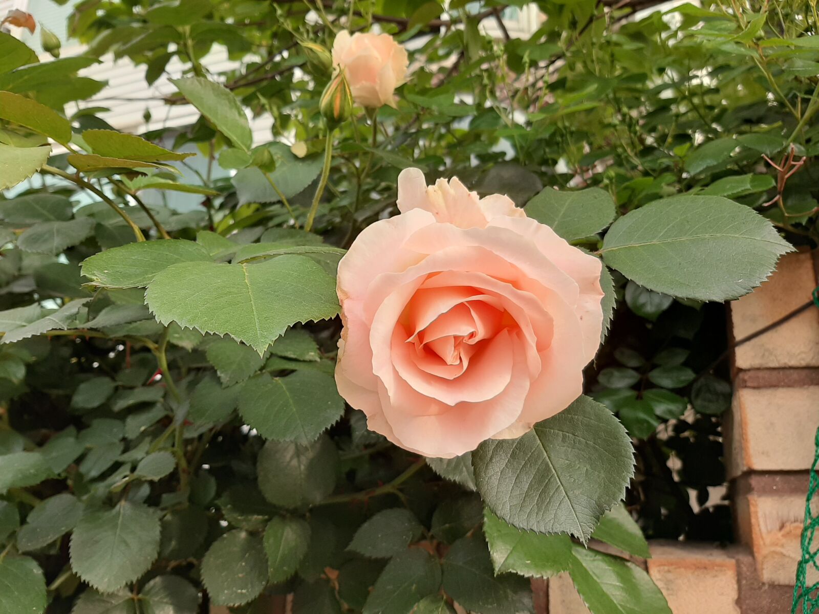 Samsung Galaxy A50 sample photo. Rose, pink roses, elegant photography