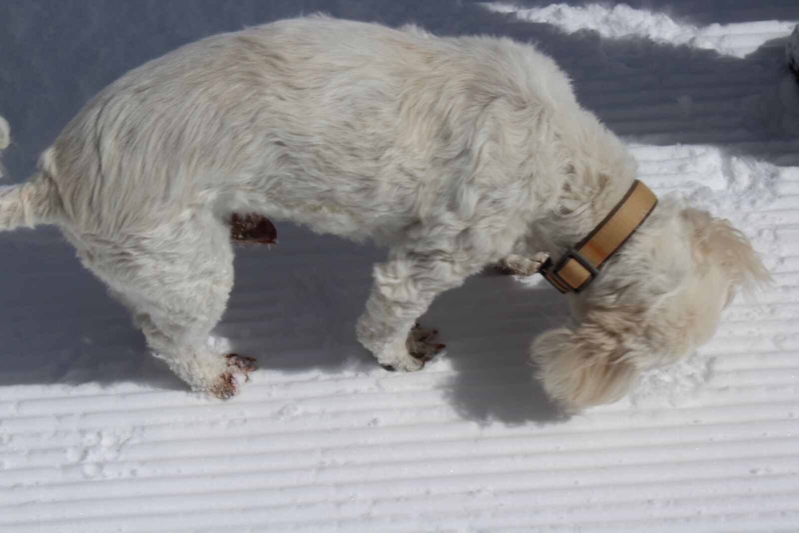 Canon EOS 1300D (EOS Rebel T6 / EOS Kiss X80) sample photo. Poodle, snow, dog photography