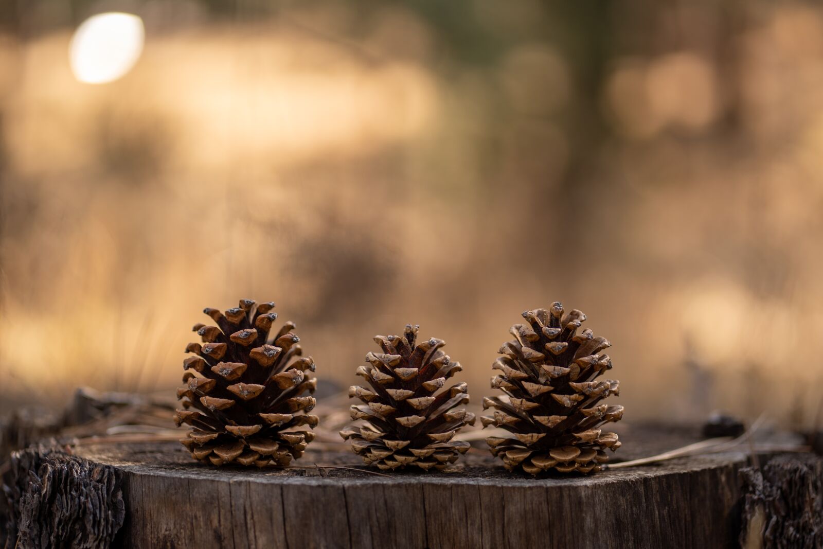Sony a7 III + Sony FE 85mm F1.8 sample photo. Pinecones, pinecone, forest photography