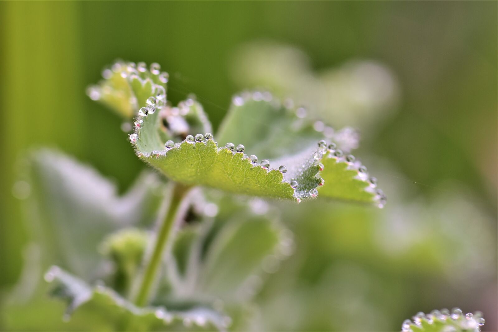 Nikon D5500 sample photo. Frauenmantel, plant, medicinal plant photography