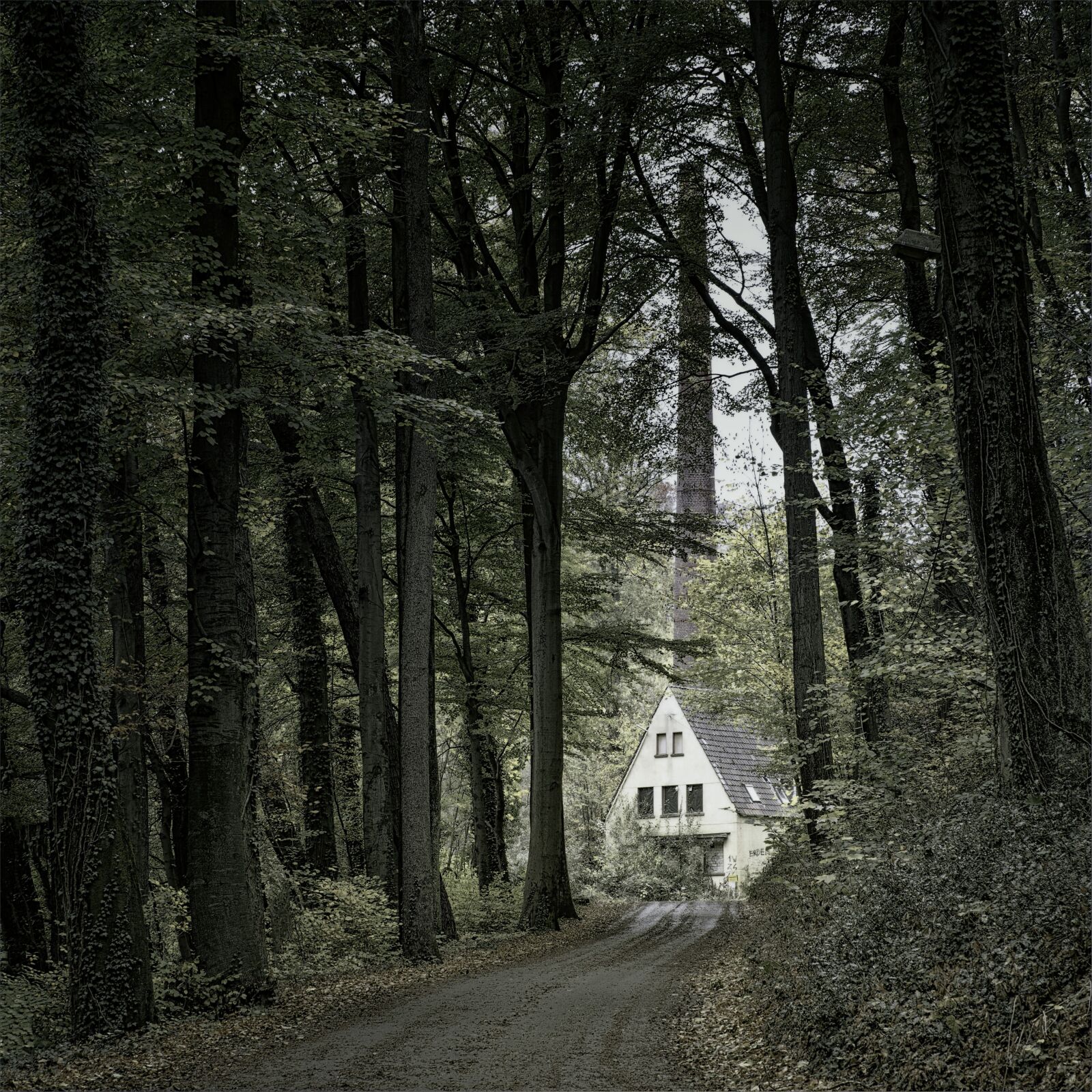 Sony a7 II + DT 70-200mm F4 SAM sample photo. Forest, away, light photography