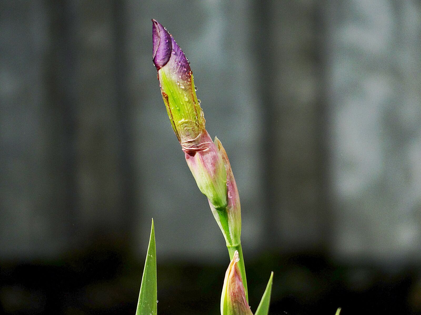 Sony Cyber-shot DSC-HX300 sample photo. Flower, bud, the beauty photography