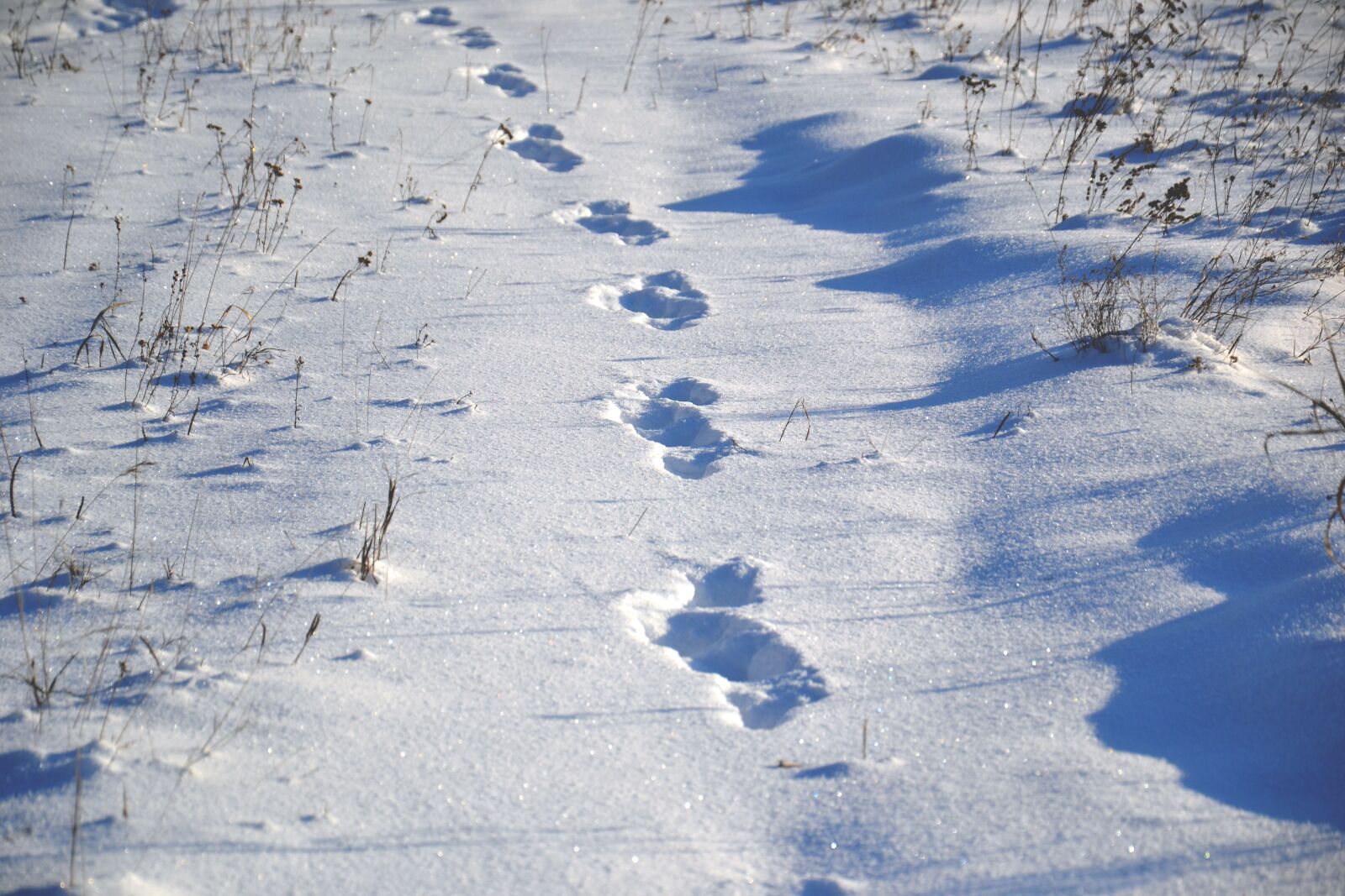 Nikon D3100 sample photo. Animal tracks, on snow photography