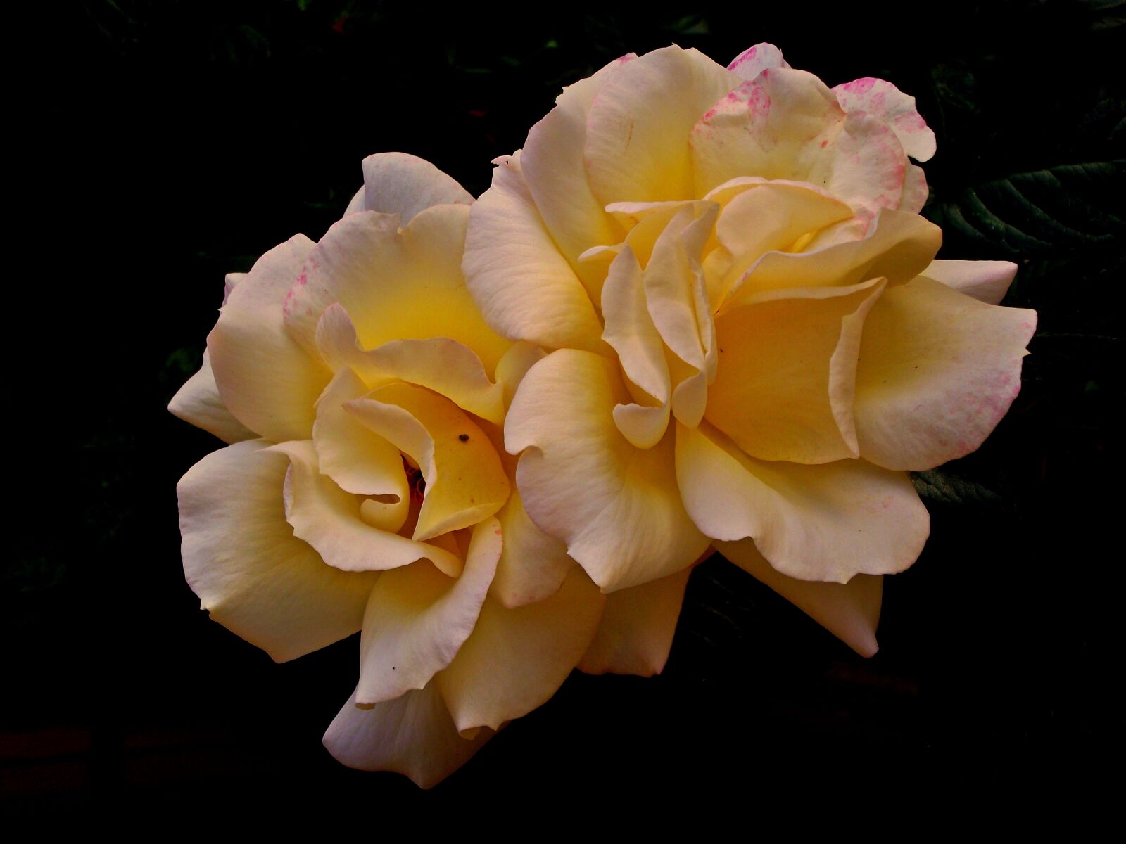 FujiFilm FinePix S1600 (FinePix S1770) sample photo. Roses, tea, flowers photography