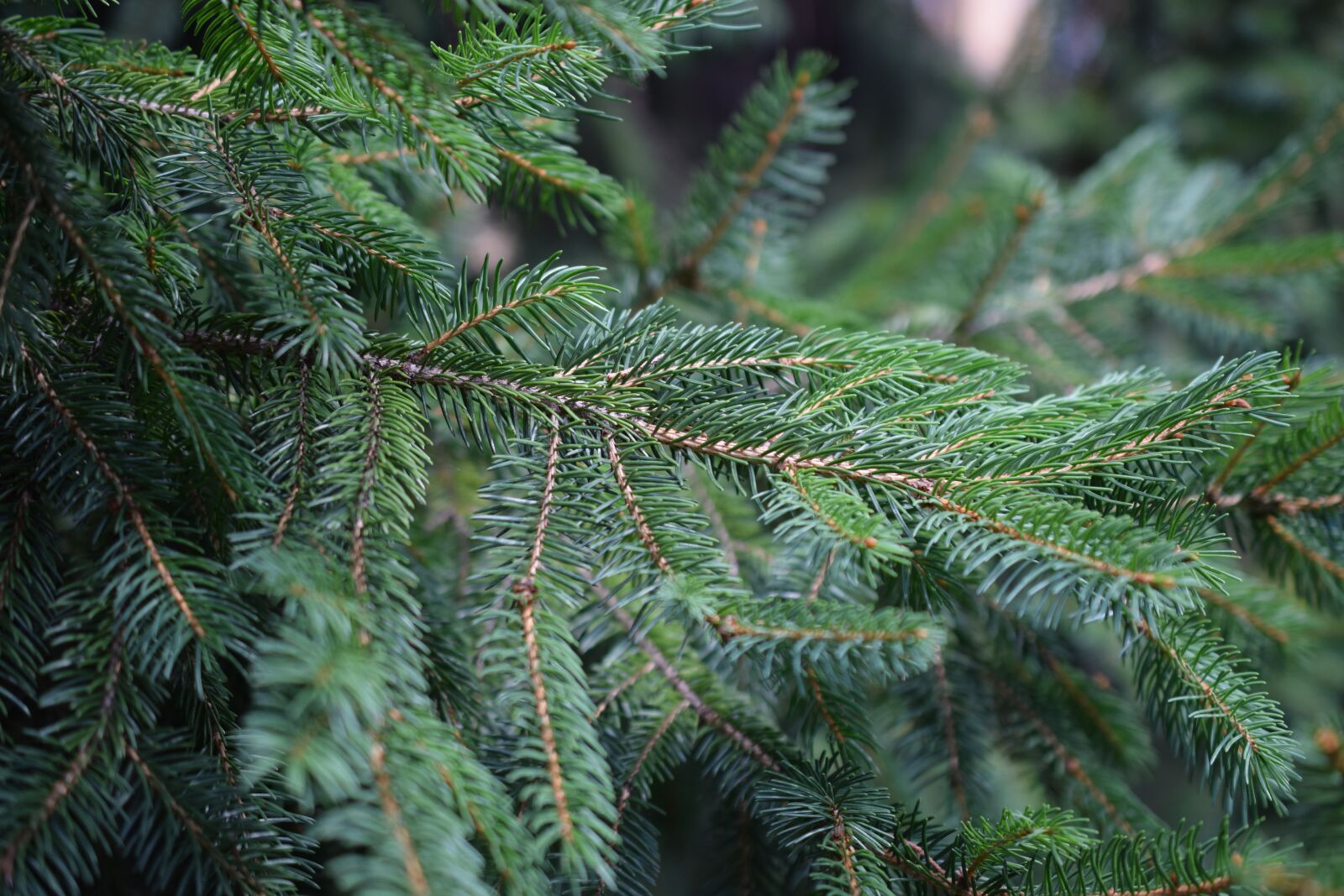 Nikon D3300 sample photo. Evergreen, tree, redwoods photography