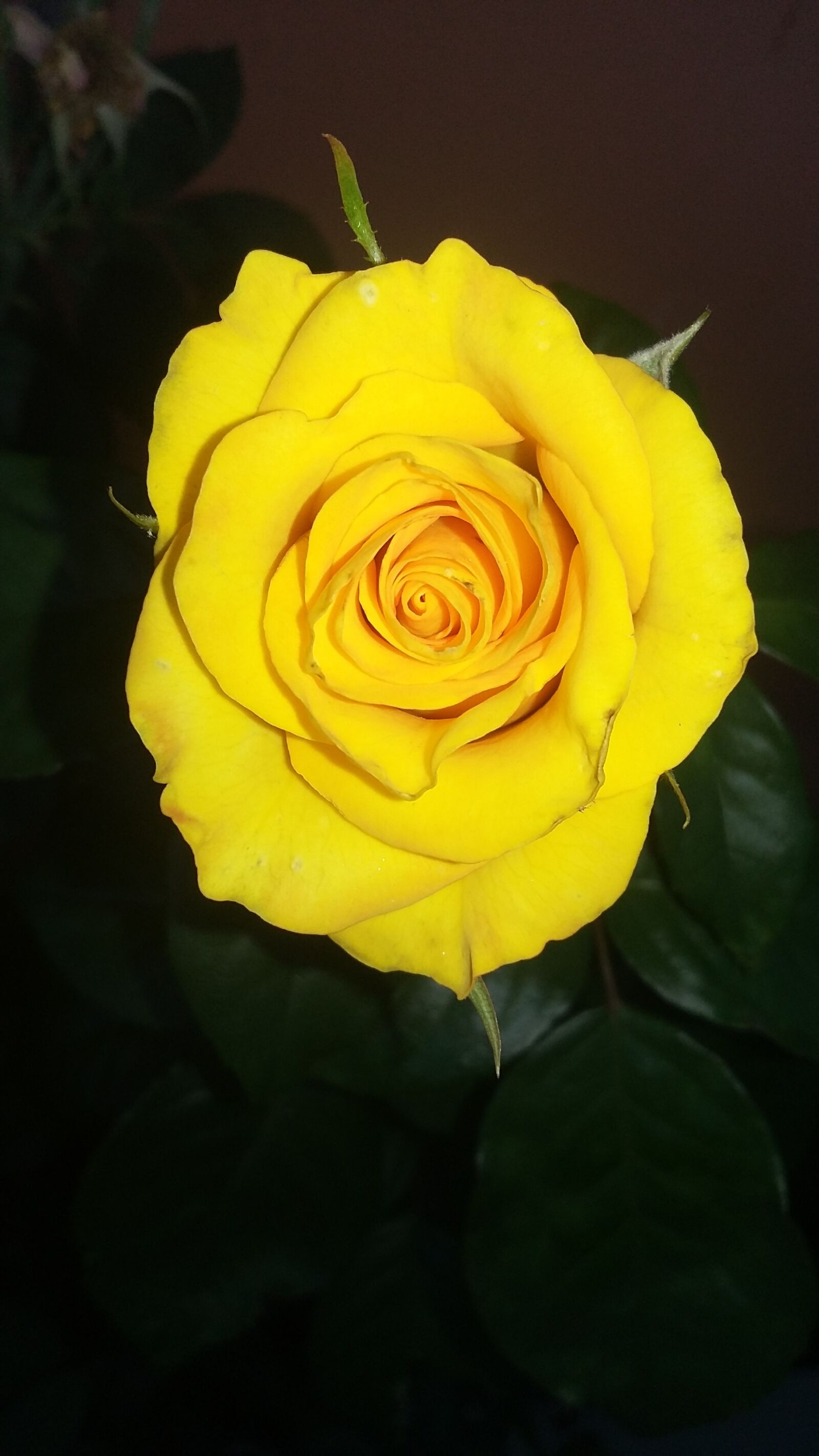 Samsung Galaxy Grand Prime sample photo. Rosa, flowers, yellow photography