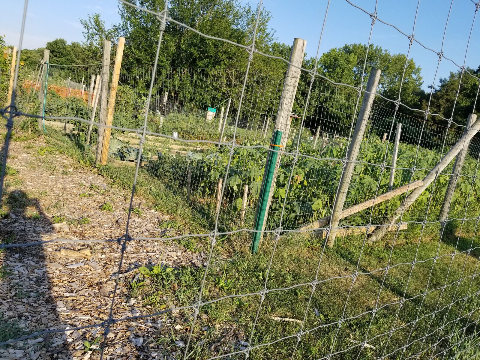 Samsung Galaxy S8+ sample photo. Garden, fence, vegetables photography