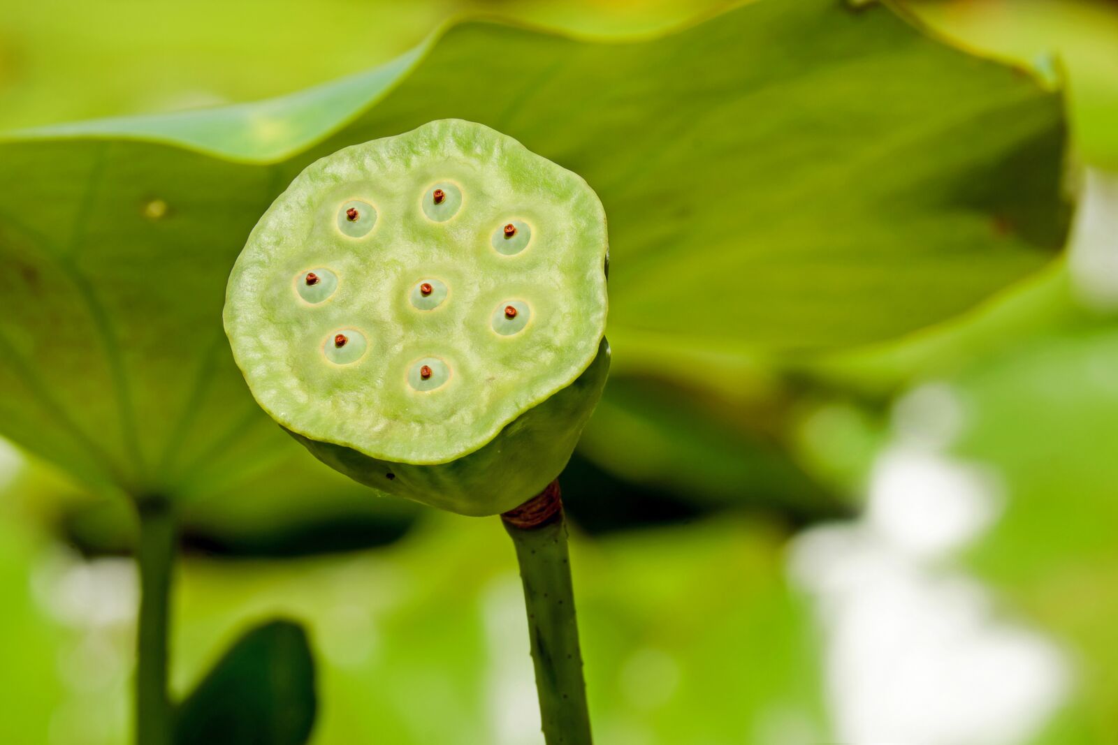 Fujifilm X-T10 + Fujifilm XC 50-230mm F4.5-6.7 OIS sample photo. Lotus flower, lotus, flower photography