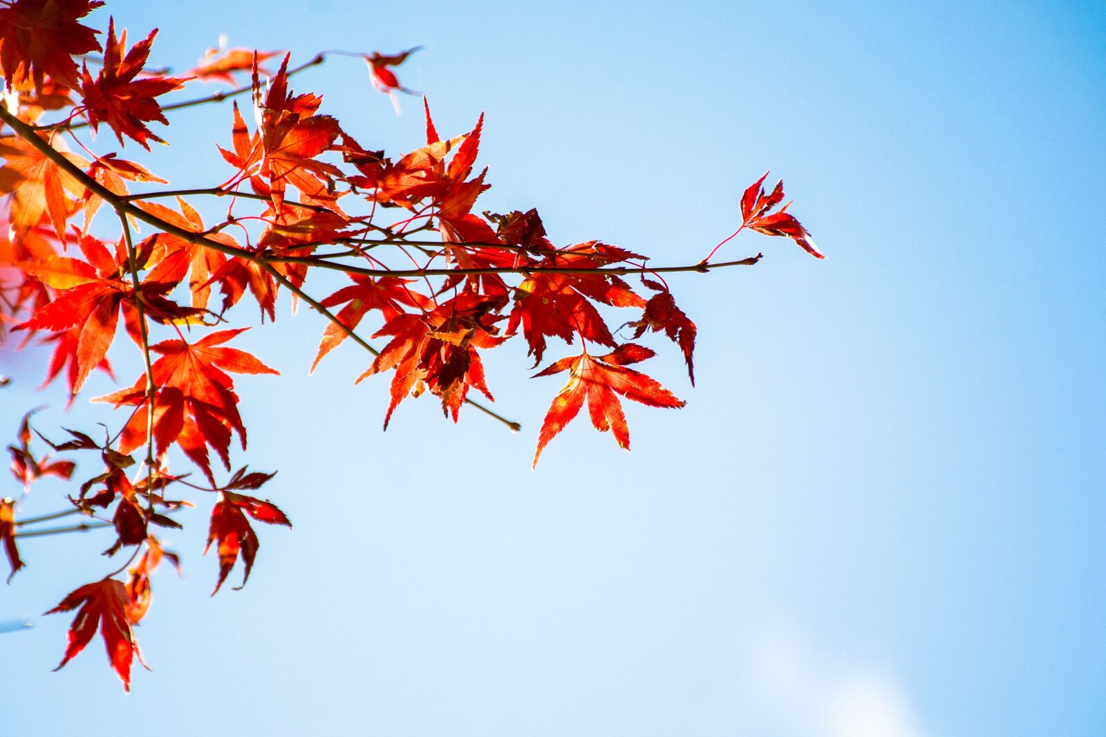 Nikon D7100 sample photo. Maple leaf, blue day photography