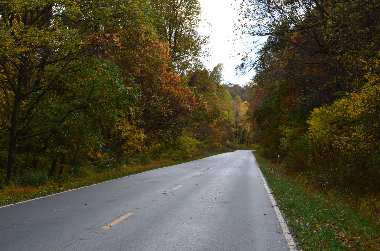 Nikon D5100 sample photo. Road, trees, nature photography